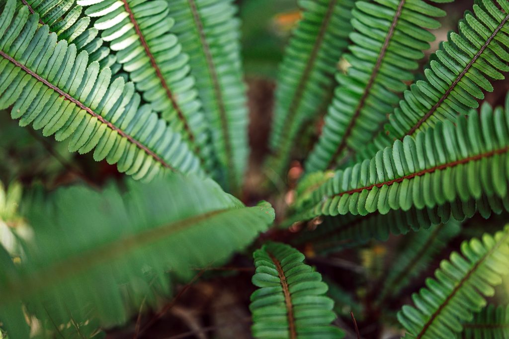 Fern Closeup